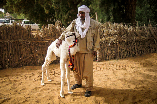 IMG_2010-03-12_100 km del Sahara 2010_500x333_015_IMG_6214