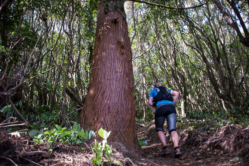 IMG_2014-05-24_Azores Trail Run 2014_500x333_018_IMG_2676